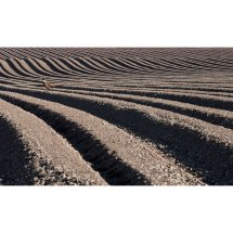 Pheasant on the furrows
