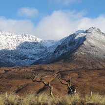 Struggle for Survival