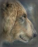 “Old Brown Eyes” - American Brown Bear