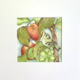 The Old Apple Tree & Goldcrest