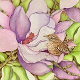 Little Feathers Collection 