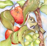 The Old Apple Tree & Goldcrest