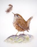 Little Wren & Falling Feather