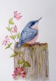 Nuthatch & Honeysuckle