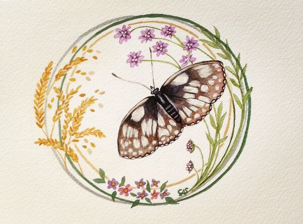 Marbled White Butterfly & Golden Wheat