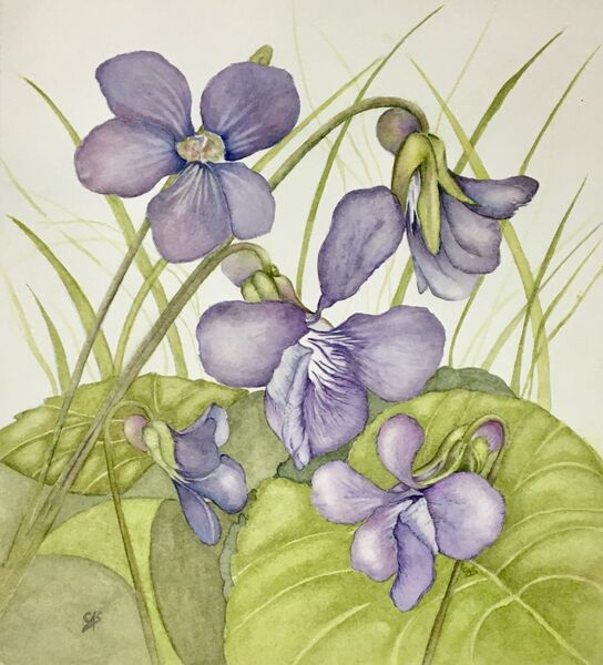 Wild Devon Violets