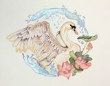 The Mute Swan & Waterlilies