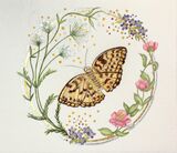 Cow Parsley & High Brown Butterfly