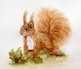 Radish the Red Squirrel