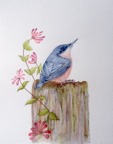 Nuthatch & Honeysuckle