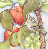 The Old Apple Tree & Goldcrest