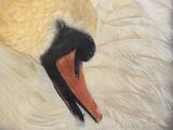 Feathers - Mute Swan