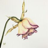 Withered Beauty