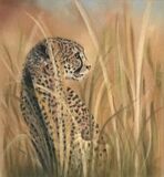 “Waiting for Mother” - A Young Cheetah