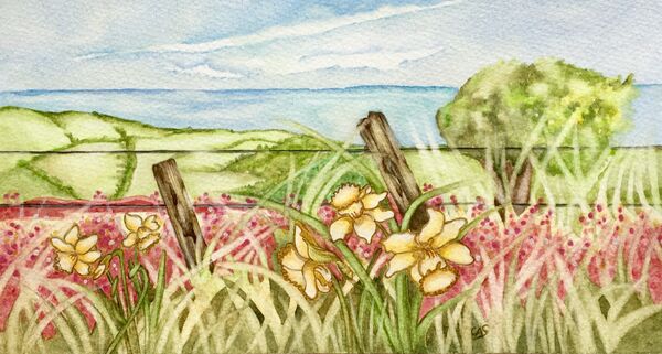 Spring Daffodils & Coastline