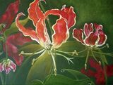 African Fire Lily - SOLD