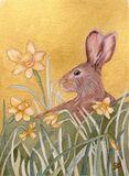 Young Hare & Daffodils