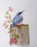 Nuthatch & Blossom