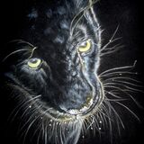 Black Leopard