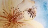 Ginger Brown Carder Bumblebee & Lily