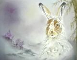 Wintertime Brown Hare