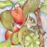 The Old Apple Tree & Goldcrest