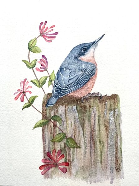 Nuthatch & Honeysuckle