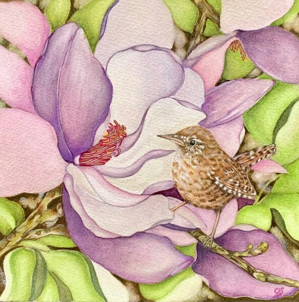 Little Wren & Magnolias