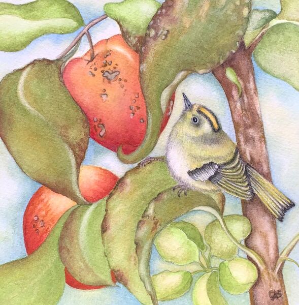 The Old Apple Tree & Goldcrest