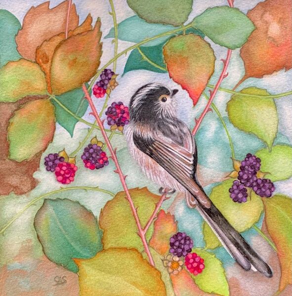 Autumn Blackberries & Long tailed Tit