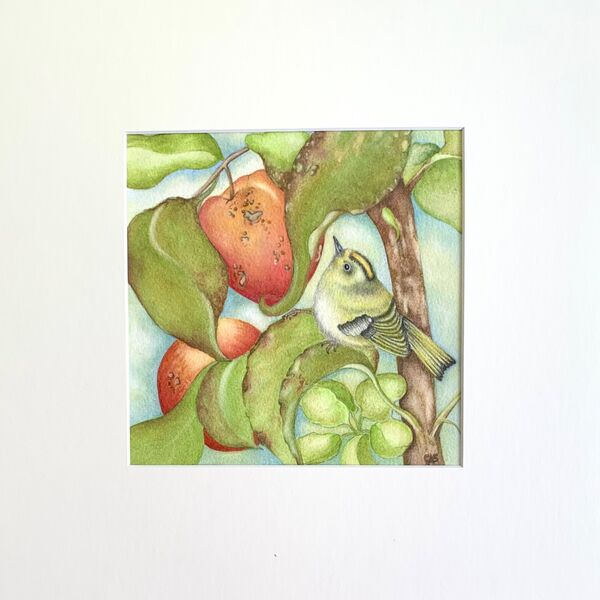 The Old Apple Tree & Goldcrest