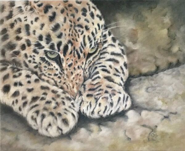 “Paws” - Amur Leopard