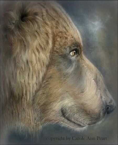 “Old Brown Eyes” - American Brown Bear