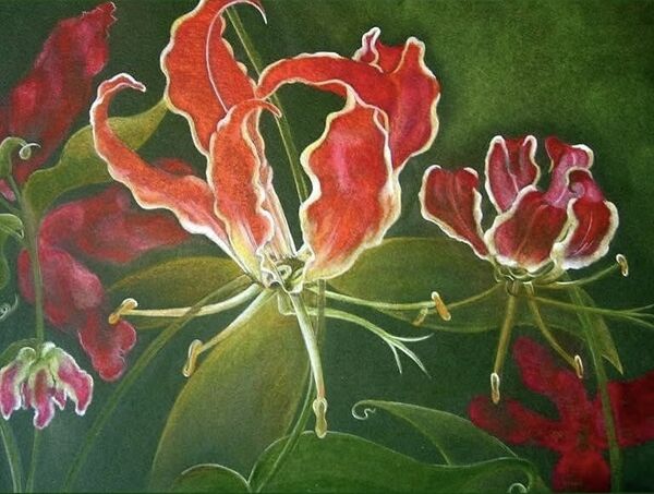 African Fire Lily - SOLD