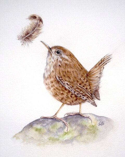 Little Wren & Falling Feather
