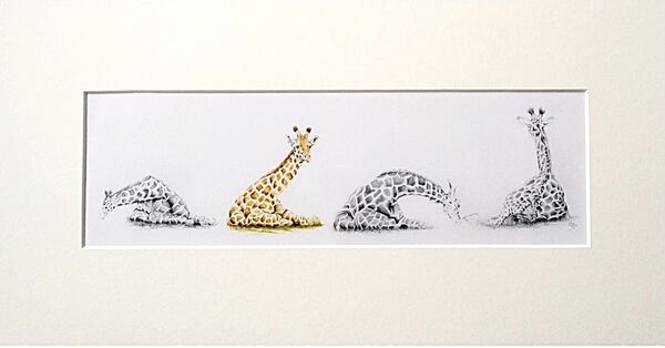 Four Young Giraffes