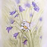 Ox-Eye & Harebell Meadow