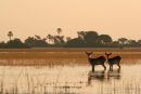 Lechwe, Okavango Delta