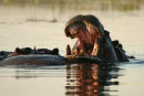 Hippo, Okavango Delta