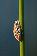 Tree Frog, Okavango Delta