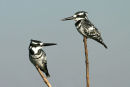 Pied Kingfisher, Okavango Delta