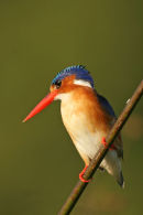 Malachite Kingfisher, Okavango Delta