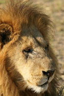 Male Lion, Okavango Delta