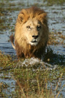 Male Lion, Okavango Delta