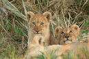 Lion cubs, Okavango Delta