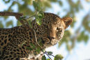 Leopard, Okavango Delta