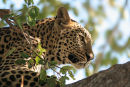 Leopard, Okavango Delta