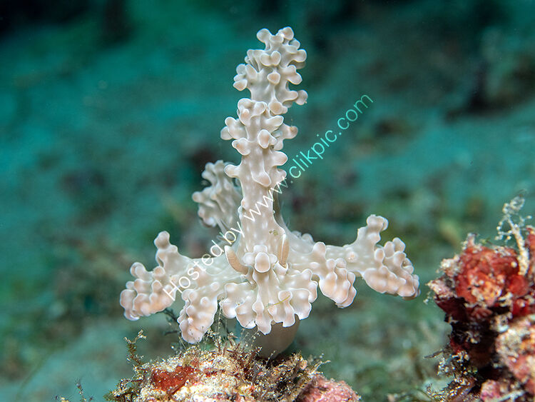 Allens Cerasatoma nudibranch
