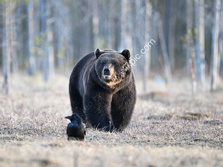 Ambling bear