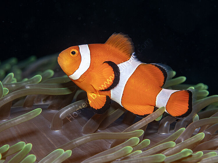 Anaemone fish